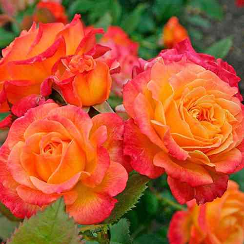 Саджанці троянд Золота Магія (привитий) - 2-річний Чернівці