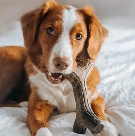 Жувальна іграшка для собак Бенебон Benebone Bacon Stick кленова гілка зі смаком бекону для собак до 27 кг (розмір M) Вінниця