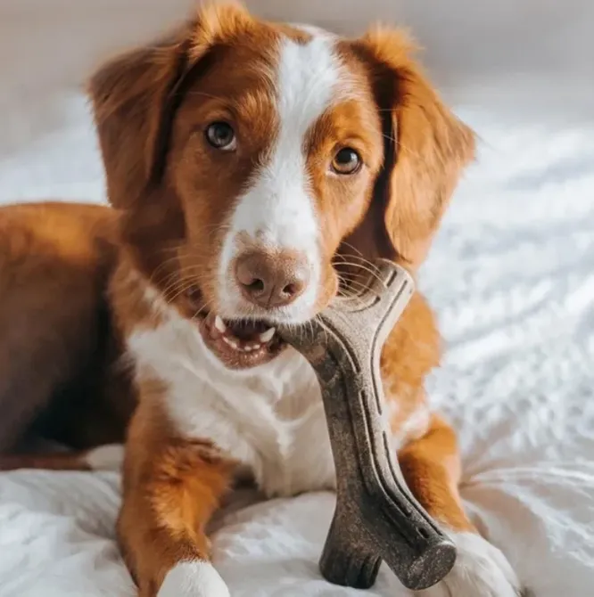 Жувальна іграшка для собак Бенебон Benebone Bacon Stick кленова гілка зі смаком бекону для собак до 27 кг (розмір M) Вінниця - фото 4