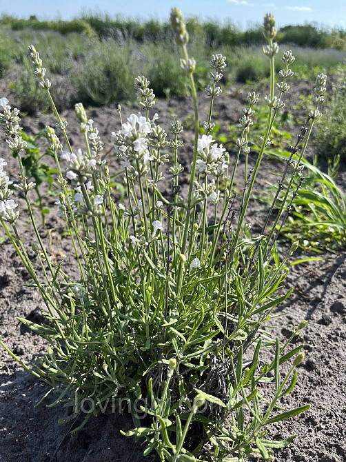 Дворічні кущики низькорослої лаванди білого кольору сорту Nana Alba Ірпінь - фото 3