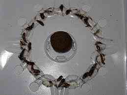 Пастка Panko з атрактантів для чешуйниць, 2 шт Одеса