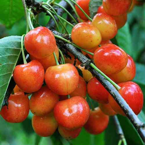 саженцы колоновидной черешни Розовая Пантера (привитый) - 1-летний Черновцы