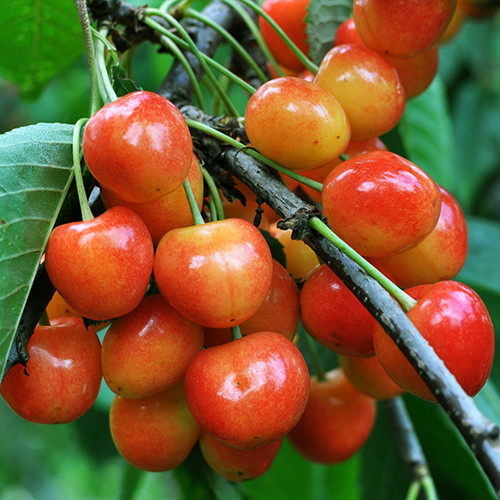 саженцы колоновидной черешни Розовая Пантера (привитый) - 1-летний Черновцы - изображение 1