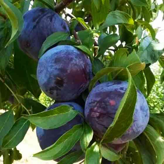 Саджанці диплоїдної сливи Блек Стар (привитий) - 2-річний Чернівці