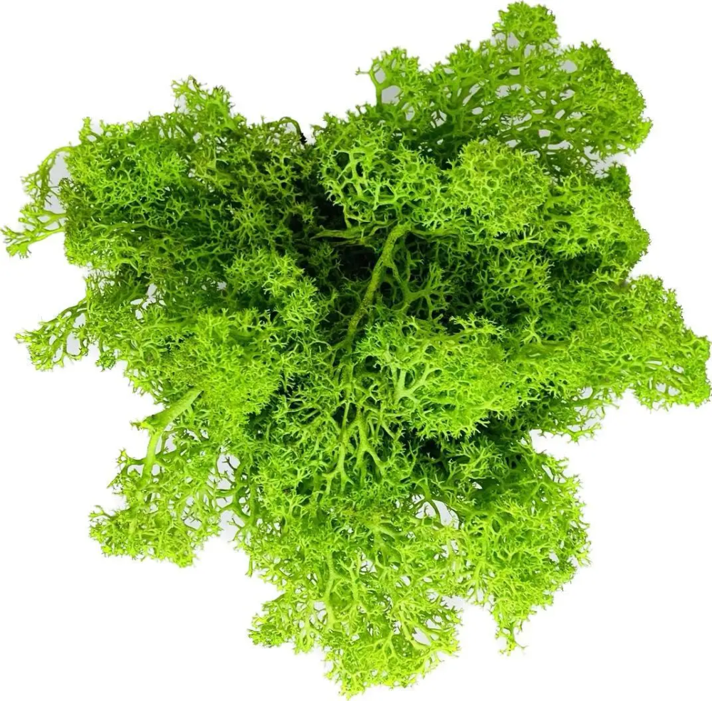 Кашпо горшочек со стабилизированным мхом Грут Groot G4 Винница - изображение 9