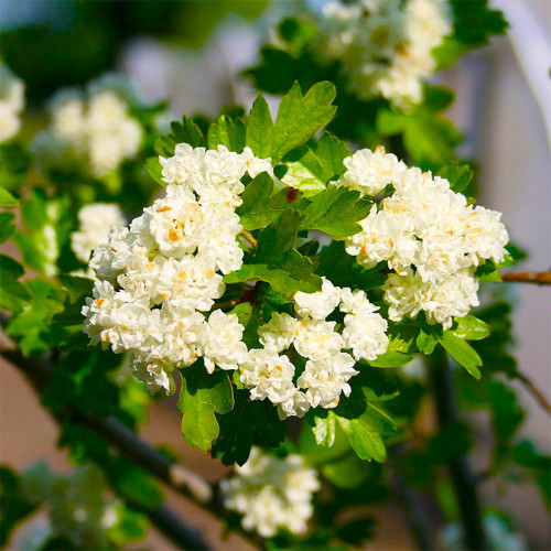 Саджанці декоративного глоду Alba Plena Чернівці - фото 1