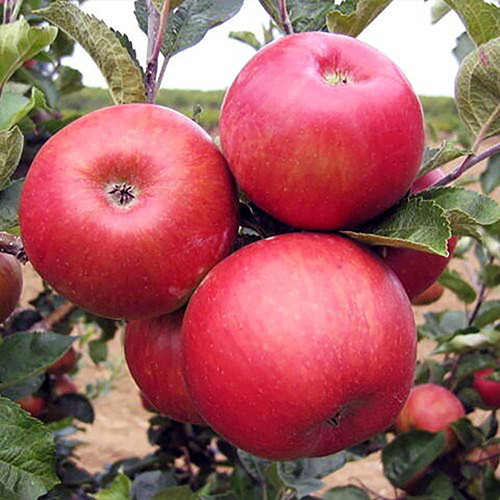 Саженцы яблони Богемия (привитый) - 2-летний Черновцы - изображение 1