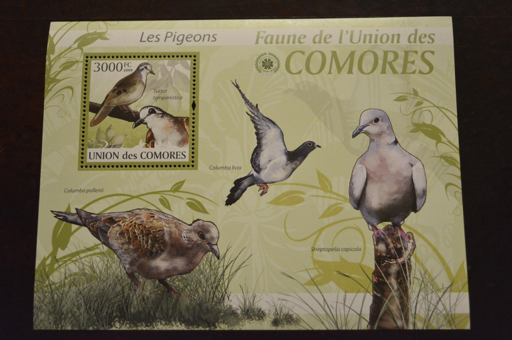 Комори. Фауна. 2009 рік (А) Полтава - фото 1