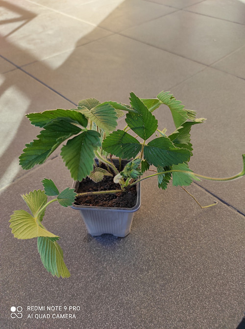 Сажанцы земляники лесной (3 шт в рыночке) master sem Киев - изображение 2