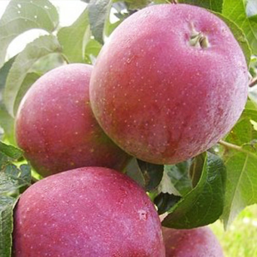 Саженцы яблони Имант (привитый) - 1-летний Черновцы - изображение 1