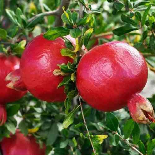 Саженцы граната Казаке - 1-летний Черновцы