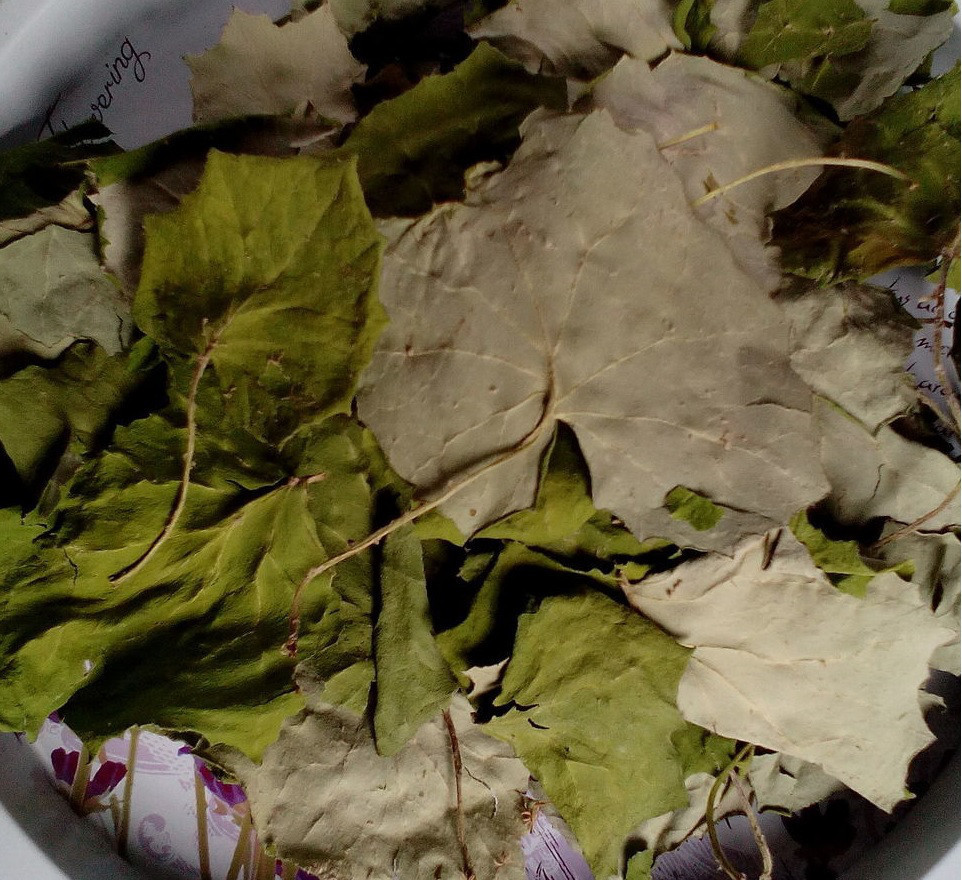 1кг., Мати мачуха / Мати й мачуха / Мачушник / Білпух / підбій (лист), 1кг. Київ - фото 1