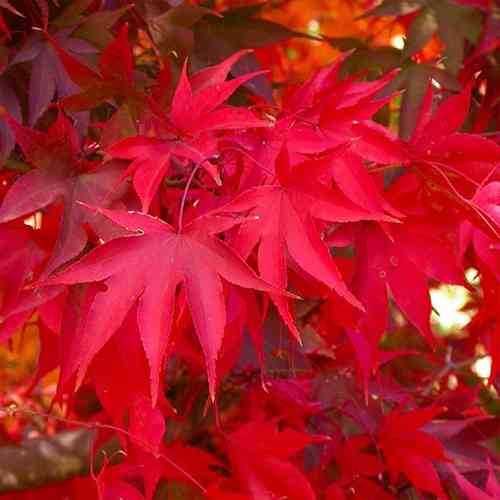 Саженцы клена Ацер Спикаатум (привитый) - 2-летний Черновцы