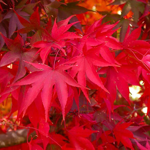 Саженцы клена Ацер Спикаатум (привитый) - 2-летний Черновцы - изображение 1