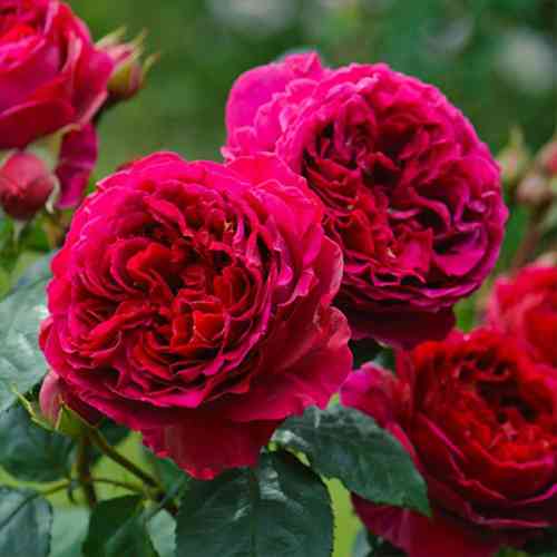 Саженцы роз Фишерман Френд (привитый) - 2-летний Черновцы