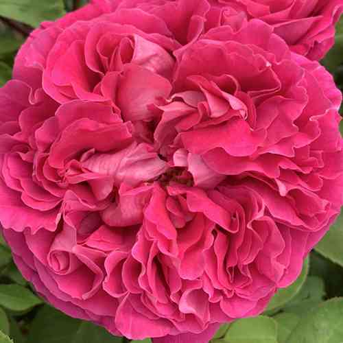 Саджанці троянд Поль Нейрон (привитий) - 2-річний Чернівці