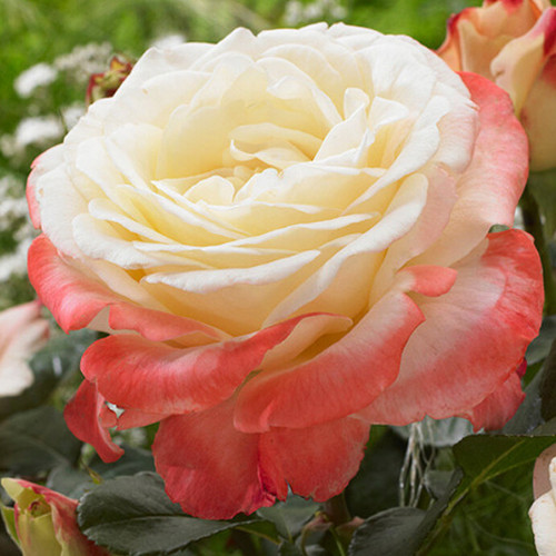 Саджанці троянд Фіджі (привитий) - 2-річний Чернівці - фото 1