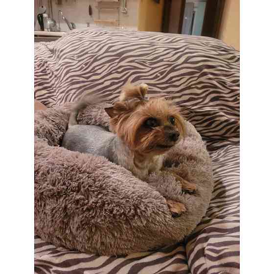 Лежанка для кошек и собак «Ворс» XXL (90см), Капучино Киев