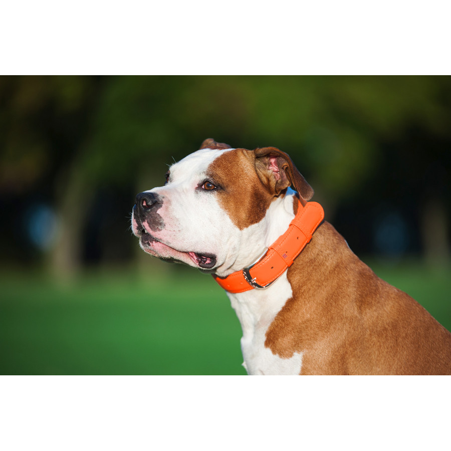 Нашийник для собак шкіряний WAUDOG Glamour з QR паспортом, без прикрас, L, Ш 25 мм, Дов 38-49 с Коломыя - изображение 5