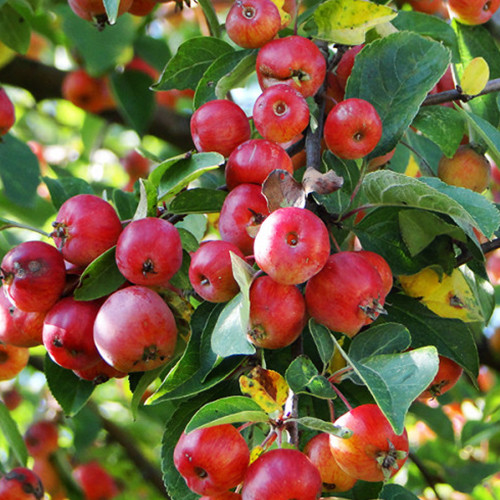 Саженцы яблони Хубэйская (привитый) - 2-летний Черновцы - изображение 1