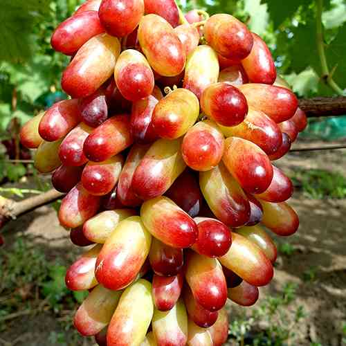 Саженцы винограда Днепровский Маникюр Фингер (черенкованный) - 2-летний Черновцы