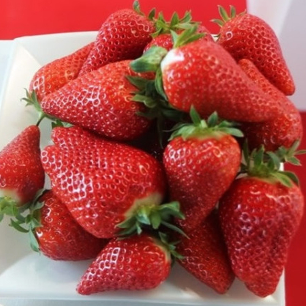 Саджанці полуниці Бріла (10 штук) - 1-річний Чернівці - фото 3