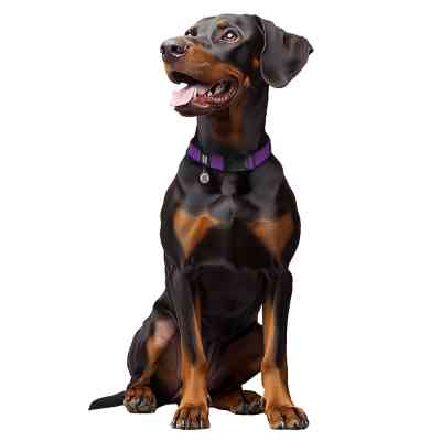 Ошейник для животных WAUDOG Magnet c QR паспортом, магнитная пряжка-фастекс L фиолетовый (27969) Винница