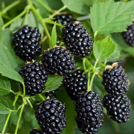 Саджанці ожини Рубен (черенкований) - 1-річний Чернівці