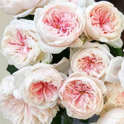 Саджанці троянд Сабріна (привитий) - 2-річний Чернівці