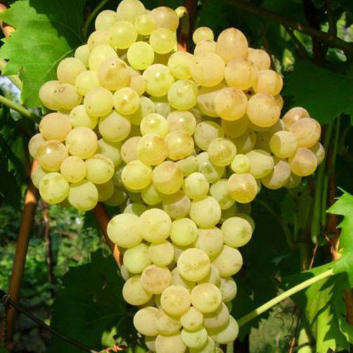 Саженцы винограда Кишмиш Золотистый №342 (черенкованный) - 1-летний Черновцы - изображение 1