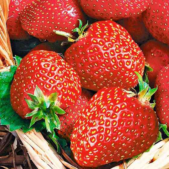 Саджанці полуниці Альба (10 штук) - 1-річний Чернівці