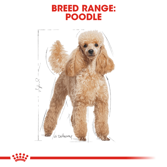 Royal Canin Poodle Adult (Роял Канін Пудель Едалт) сухий корм для дорослих собак породи пудель від 10 місяців Запоріжжя