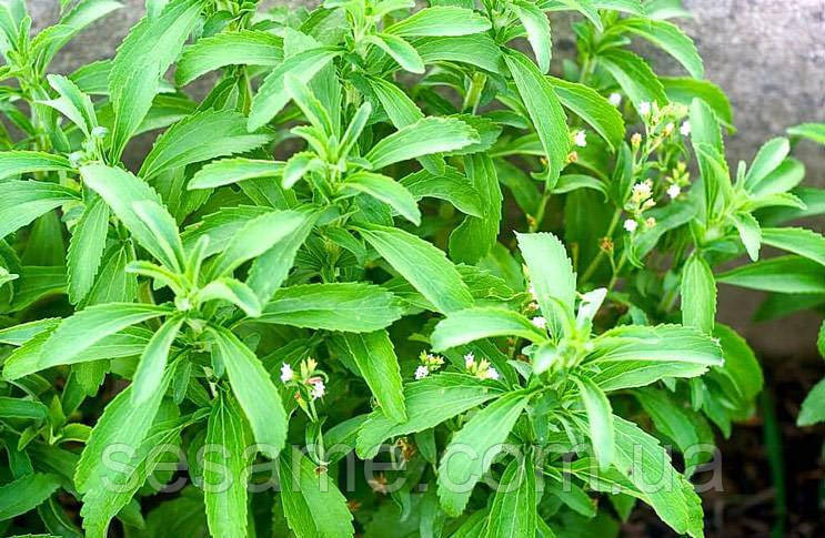 Стевия медовая трава (пак/50грамм) Харьков - изображение 2