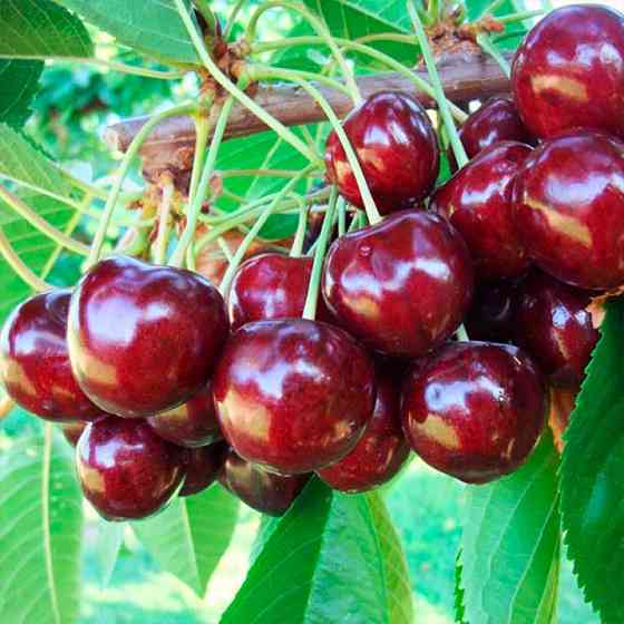 Саджанці черешні Василіса (привитий) - 1-річний Чернівці