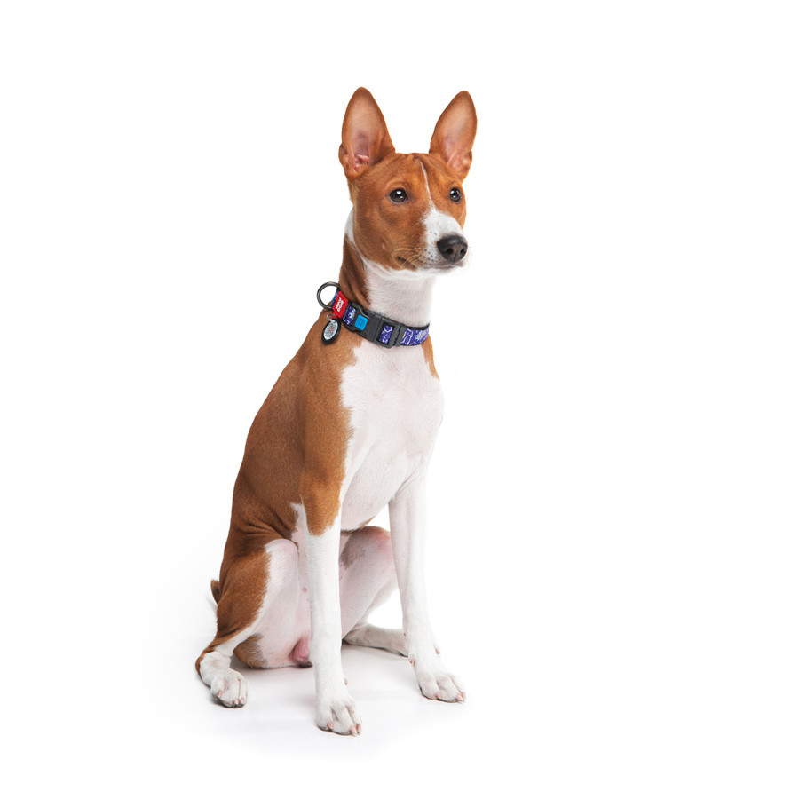 Нашийник для собак нейлоновий WAUDOG Nylon з QR-паспортом, малюнок "Рік і Морті 2", пластиковий фастекс, XL, Ш Вінниця - фото 3