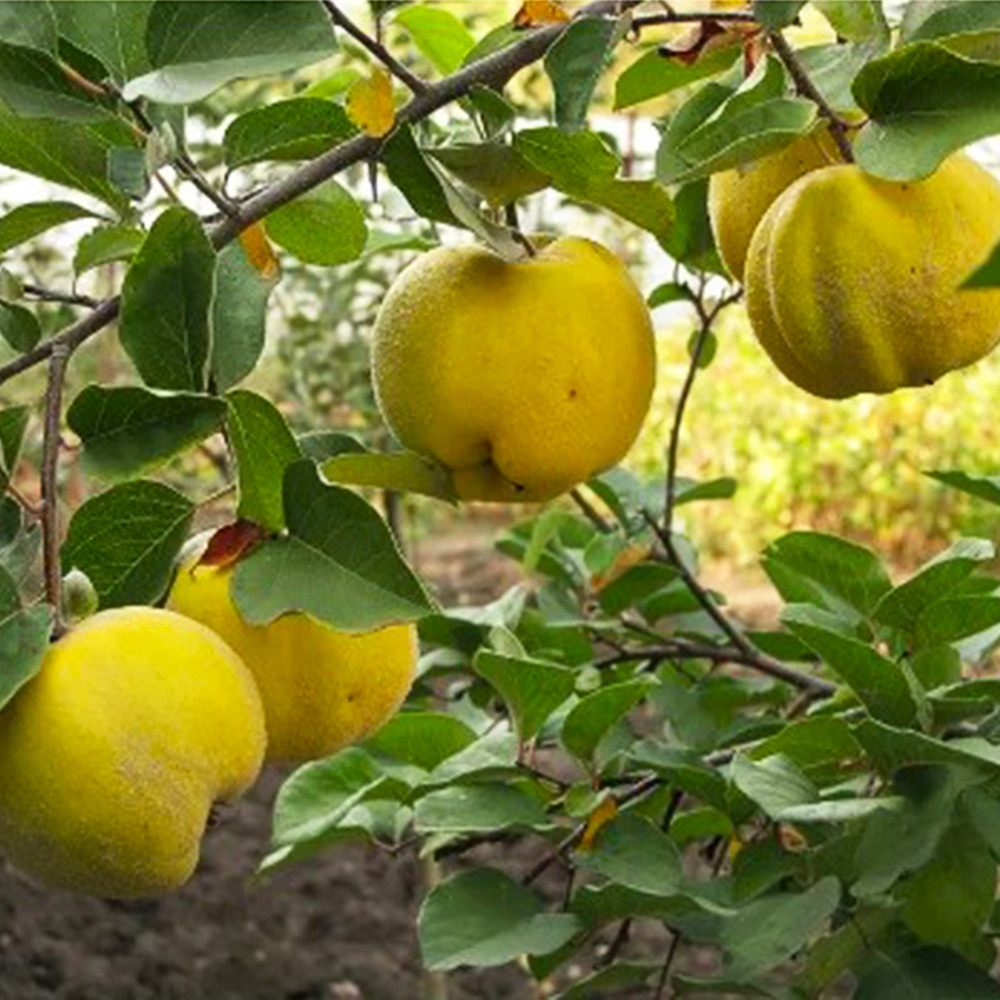 Саджанці айви Академічна (привитий) - 2-річний Чернівці - фото 2