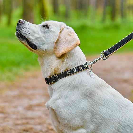 Нашийник для собак шкіряний WAUDOG Soft з QR паспортом, з шипами, Ш 20 мм, Дов 30-39 см чорний Коломыя