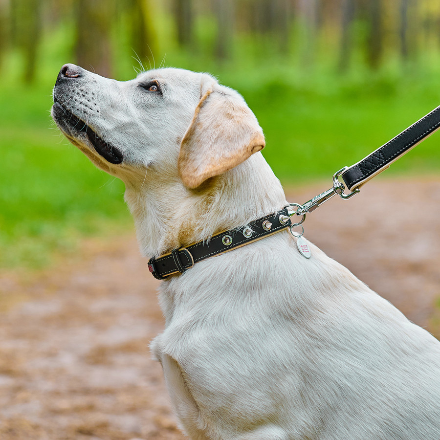 Нашийник для собак шкіряний WAUDOG Soft з QR паспортом, з шипами, Ш 20 мм, Дов 30-39 см чорний Коломия - фото 3