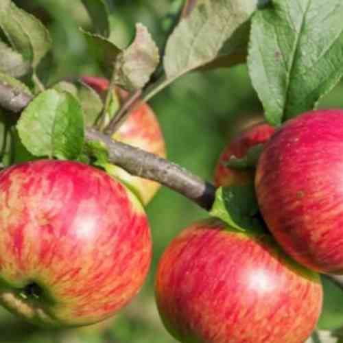 Саженцы яблони Медуница (привитый) - 2-летний Черновцы