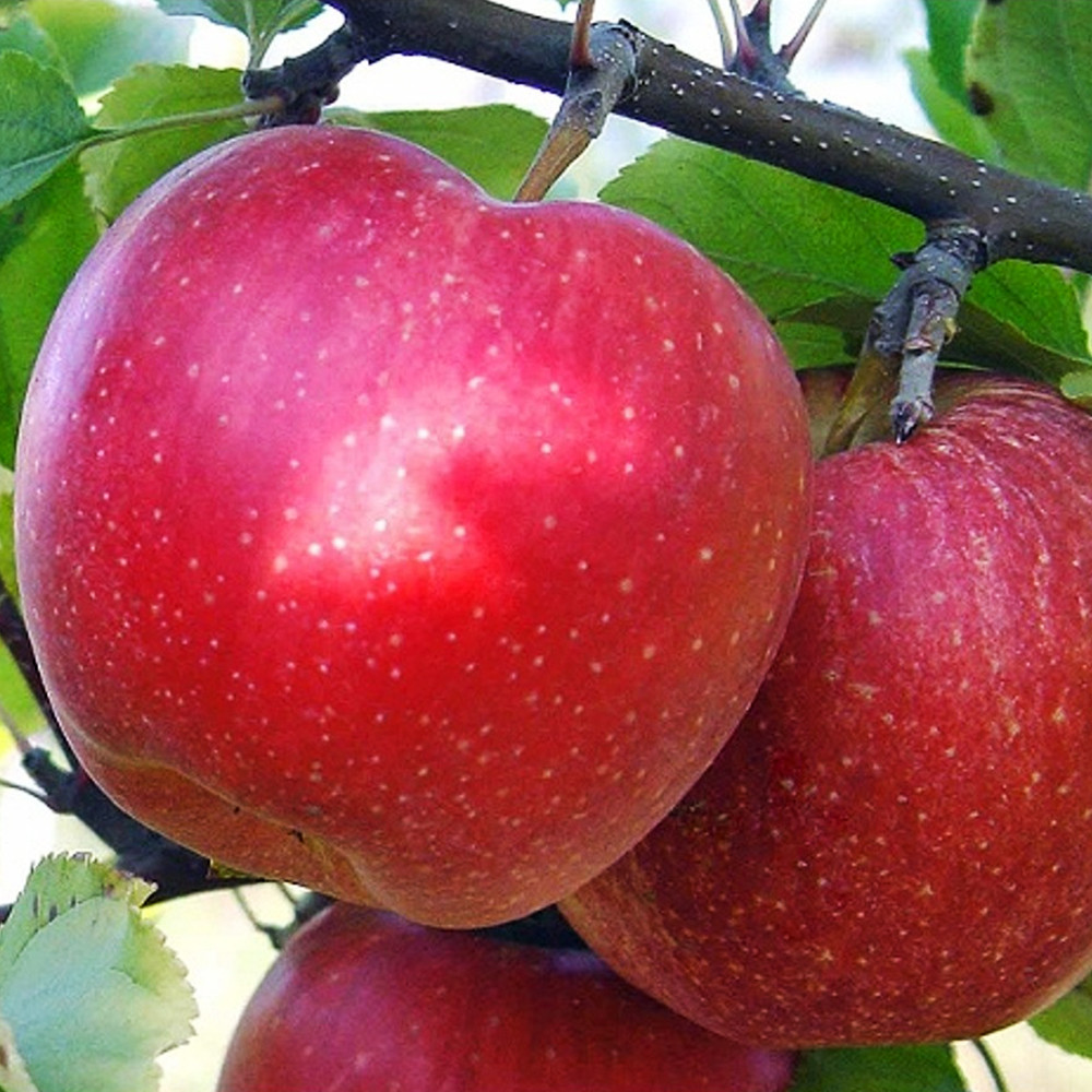 Саджанці яблуні Гала (привитий) - 2-річний Чернівці - фото 2