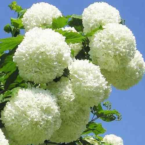 Саджанці калини Шаровидна (черенкований) - 1-річний Чернівці