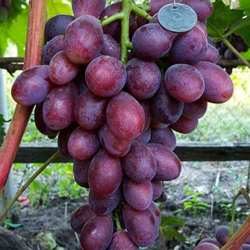 Саженцы винограда Дарвика (черенкованный) - 2-летний Черновцы