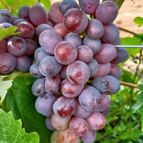 Cаджанці винограду Здивування (черенкований) - 2-річний Чернівці - фото 1