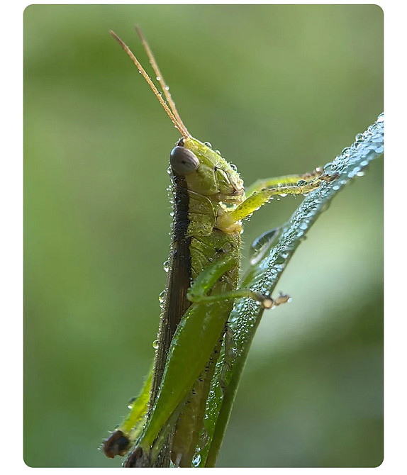 Макрооб'єктив для телефону 45-85мм професійний Kase Master Macro Plus SBR Київ - фото 7