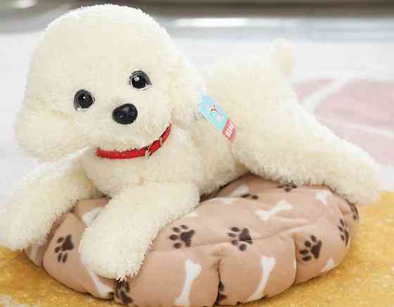 Оригінальний дуже м'який собачка Тедді пудель у розмірі 50 см. Харків