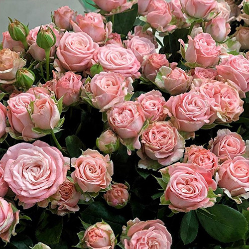 Саджанці троянд Мадам Бомбастік (привитий) - 2-річний Чернівці - фото 1