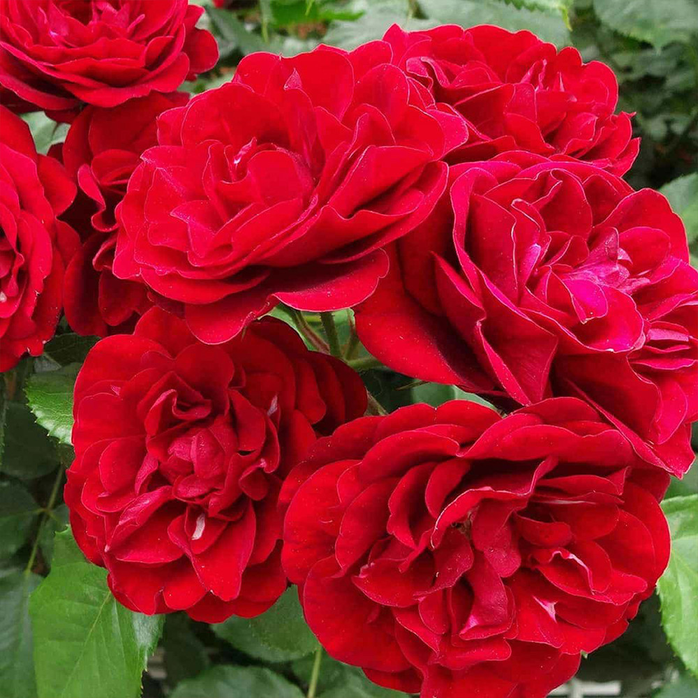 Саджанці троянд на штамбі Лілі Марлен (привитий) Чернівці - фото 1