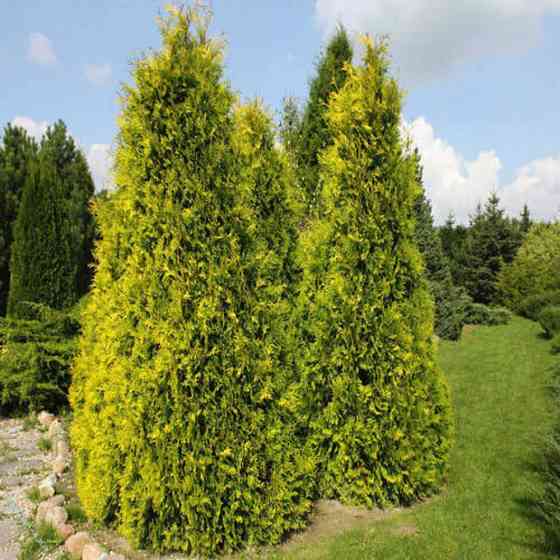 Саженцы западной туи Европа Голд Черновцы