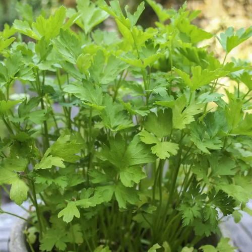 Петрушка Маестро листова 1гр Професійне насіння Житомир