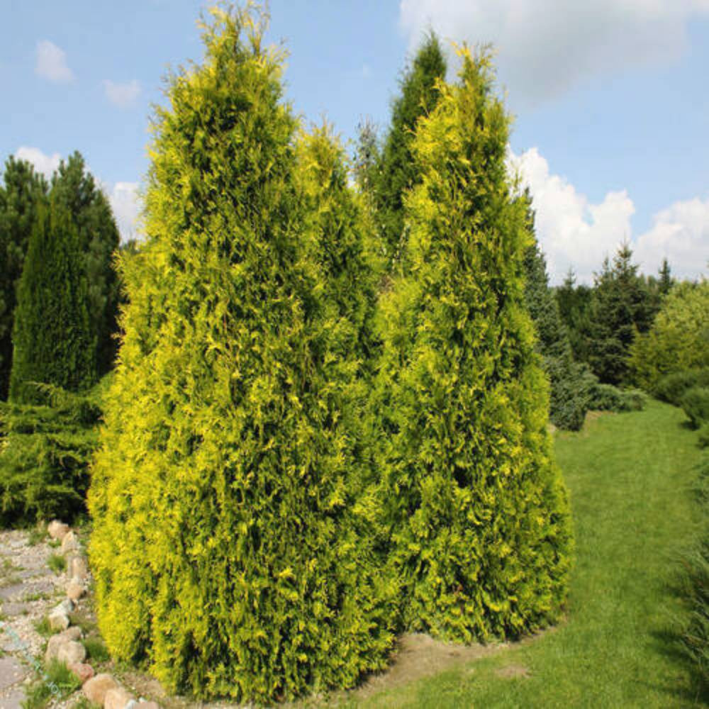 Саженцы западной туи Европа Голд Черновцы - изображение 2